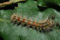 Lymantria dispar